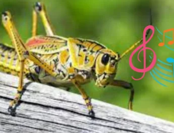 ঝিঝি’র ব্যঞ্জনা